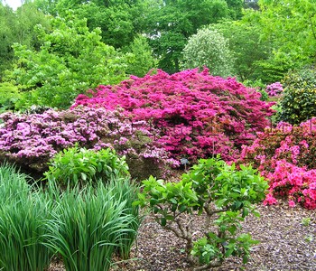 Азалии в Ботаническом саду Уизли (RHS Garden Wisley), г-во Суррей, Англия