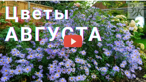 Цветы августа и сентября. Очиток видный (седум видный), рудбекия блестящая и астра Фрикарта. Видео ЗАГОРОДНОЙ ЖИЗНИ. Цветы августа и сентября. Очиток видный (седум видный), рудбекия блестящая и астра Фрикарта. Видео ЗАГОРОДНОЙ ЖИЗНИ.