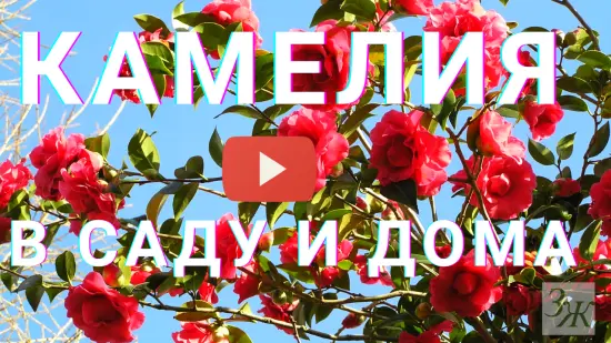Камелия в саду и дома. Видео ЗАГОРОДНОЙ ЖИЗНИ Камелия в саду и дома. Видео ЗАГОРОДНОЙ ЖИЗНИ