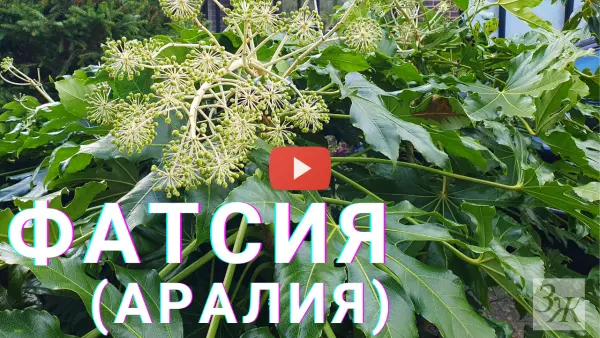 Фатсия японская. Видео ЗАГОРОДНОЙ ЖИЗНИ. Фатсия японская. Видео ЗАГОРОДНОЙ ЖИЗНИ.