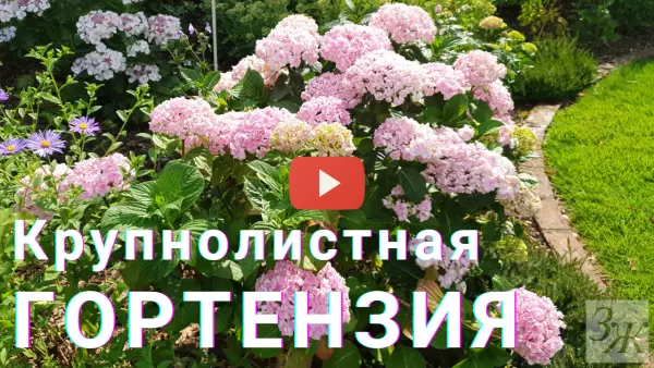 Гортензия крупнолистная: сорта, уход, обрезка, размножение. Видео ЗАГОРОДНОЙ ЖИЗНИ. Гортензия крупнолистная: сорта, уход, обрезка, размножение. Видео ЗАГОРОДНОЙ ЖИЗНИ.