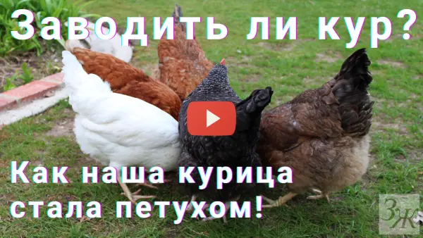 Заводить ли кур? Домашние несушки: ЗА и ПРОТИВ. И как наша курица стала петухом! Видео ЗАГОРОДНОЙ ЖИЗНИ.
