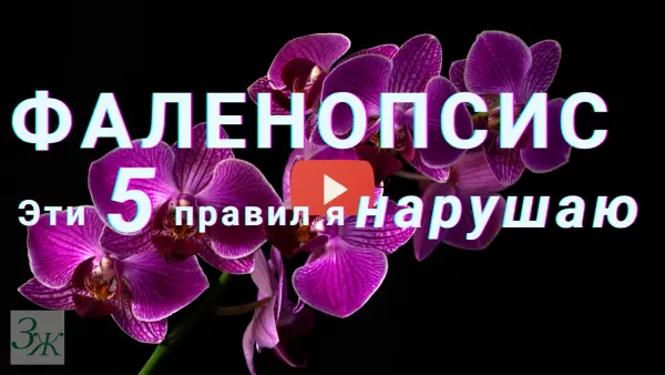 Орхидея Фаленопсис. 5 правил ухода, которые я нарушаю. Цветение, полив, листья, условия выращивания домашнего фаленопсиса. Условия фаленопсис