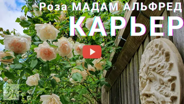 Плетистая роза Мадам Альфред Карьер. Видео ЗАГОРОДНОЙ ЖИЗНИ. Плетистая роза Мадам Альфред Карьер. Видео ЗАГОРОДНОЙ ЖИЗНИ.