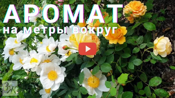 Душистые цветы и аромат в саду. 6 самых душистых растений из нашего сада, которые цветут весной и летом. Душистые цветы и аромат в саду. 6 самых душистых растений из нашего сада, которые цветут весной и летом.