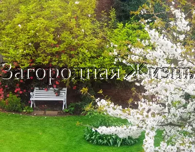 Садовая скамейка. Ремонт садовой скамейки своими руками. Цветущая черешня и наша новая скамейка. Вид из окна, апрель. 