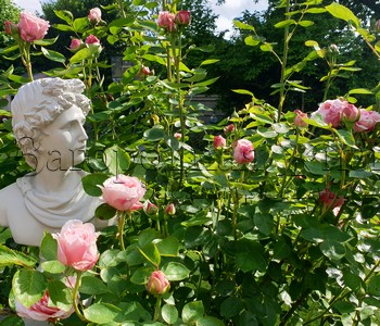 Садовая фигура -- имитация античного бюста (голова и плечи). Английская роза St. Swithun