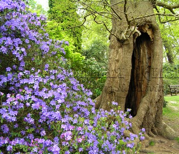 Азалия лиловая в парке Savill Garden, г-во Суррей, Англия