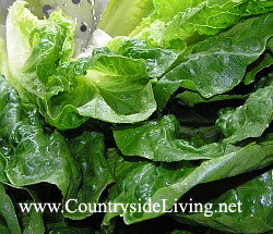 Салат листовой Ромэн - один из самых лучших салатов, используется в рецепте салата 
