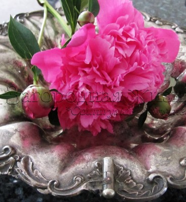 Розовый пион 'Букет Перфект' (Bouquet Perfect) в старинной вазе для фруктов