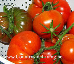 Мои помидоры, выращенные в теплице. Слева - Черный русский, справа - Cuore Di Bue (Куоре ди Буе)