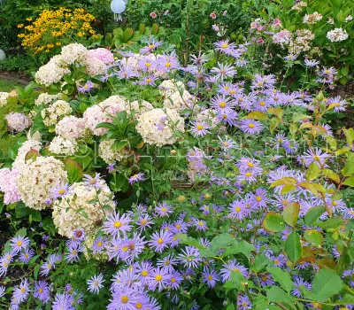 Цветы августа и сентября. Что цветет в августе в саду? Многолетники, цветущие в августе и сентябре. Август в цвету. Цветы августа и сентября. Что цветет в августе в саду? Многолетники, цветущие в августе и сентябре. Август в цвету.