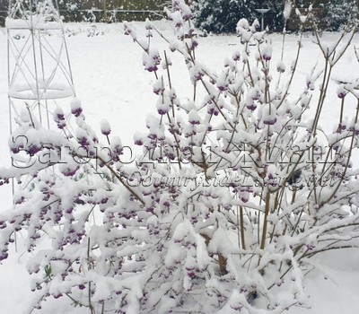 Красивоплодник бодиньера Профьюжн. Зима, фиолетовые ягоды под снегом.