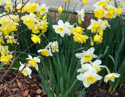 Цветущие нарциссы, март в нашем саду