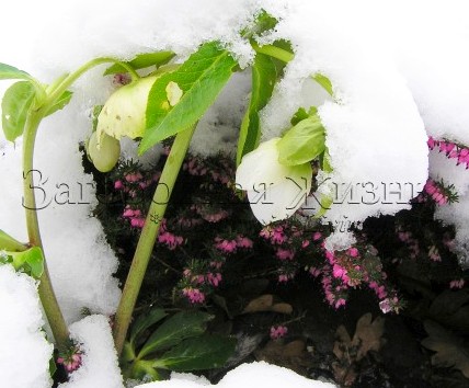 Морозник (геллеборус) и вереск эрика цветут под снегом. Мой сад, зима