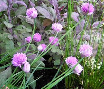 Пряные травы: шалфей пурпурный, шнитт-лук и мелисса лимонная