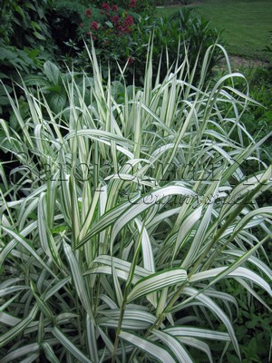 Двукисточник (фаларис) тростниковый (Phalaris arundinacea var. picta) - злак и почвопокровное растение. Декоративные злаки создают красивую вертикаль в цветнике