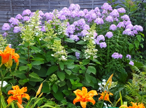 Сочетание цвета в саду. Триадная цветовая схема: фиолетовый, оранжевый, зеленый. 