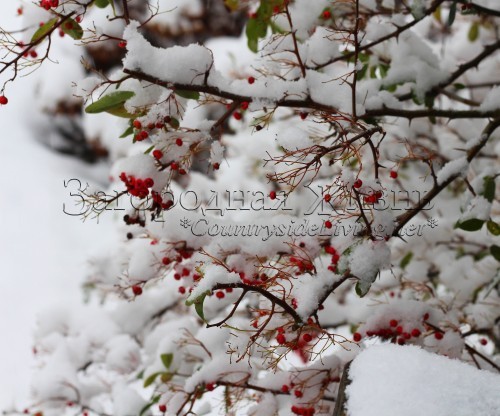 Яркие ягоды пираканты под январским снегом