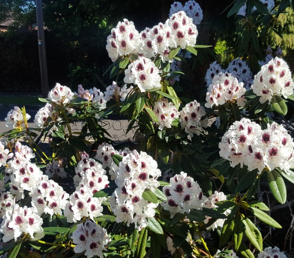 Рододендрон Сафо, пышное цветение