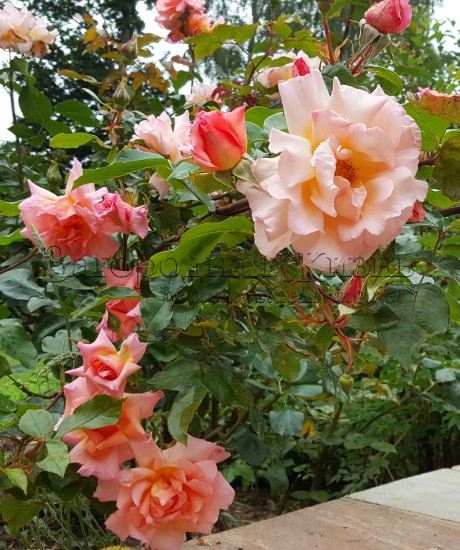 Роза флорибунда 'Компассион' / 'Compassion' в моем саду