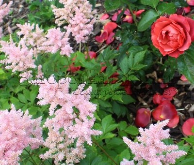 Астильба и роза 'Хот Шоколад (Хот Какао)' в моем саду: прекрасное сочетание!
