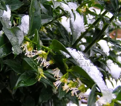 Саркококка сомнительная в нашем саду. Цветение под снегом, январь (Sarcococca confusa)