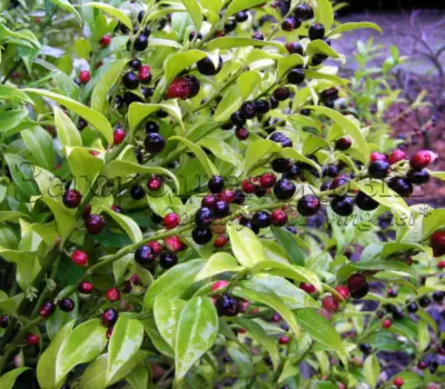 Саркококка сомнительная в нвшем саду. Ноябрь (Sarcococca confusa)