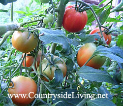 Томаты в моей теплице, осень 2006 г. Ля-ля-фа (Гавриш). Мой самый первый в жизни урожай помидоров