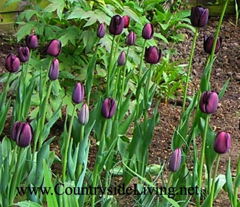 Посадка тюльпанов и других луковичных. Тюльпаны 'Королева ночи' в моем саду
