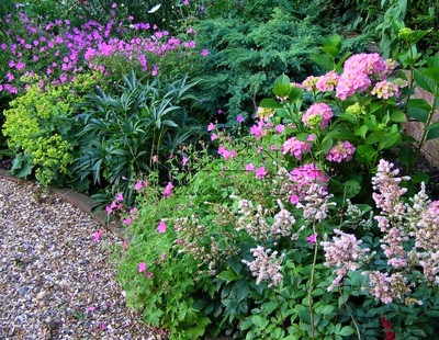 Тенистый цветник с почвопокровниками в моем саду. Садовая герань, манжетка, астильба, гортензия садовая
