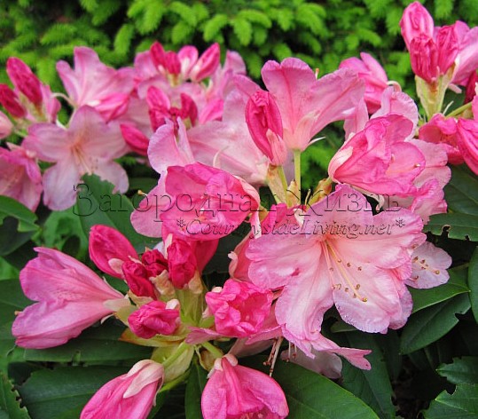 Рододендрон розовый садовый
