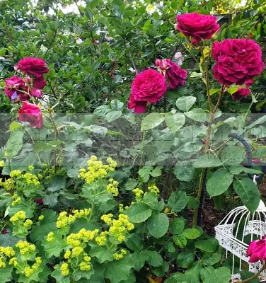 Фото: Роза Манстед Вуд и лапчатка. Комплиментарно-контрастные цвета отлично сочетаются. Правило цвета в саду. 