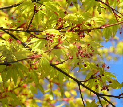 Фото. Клен японский дланевидный Katsura, цветение.