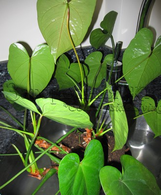 Антуриум андре, полив (Anthurium andreanum)