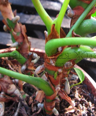 Антуриум андре, воздушные корни (Anthurium andreanum)