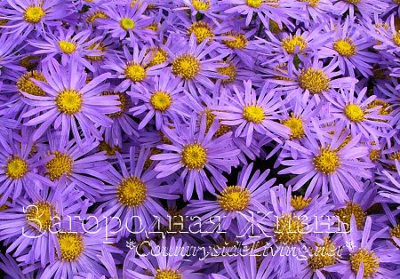 Vytrvalá astra italská (Aster amellus) odrůda 