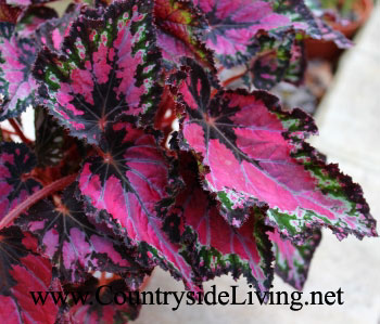 Бегония гибридная c декоративными листями 'Эмейзинг'. Begonia 'Amazing'