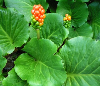 Бадан толстолистный, ягоды (Bergenia)