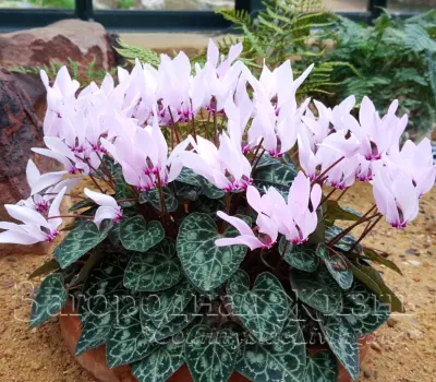 Цикламен греческий (Cyclamen graecum) в цвету. 