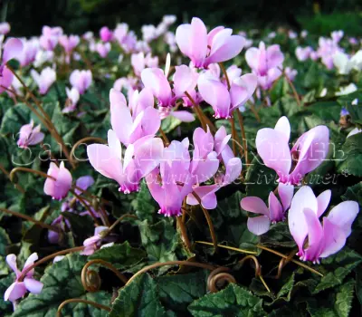 Цикламен плющелистный осенний (осеннецветущий). Cyclamen hederifolium. Цикламен плющелистный осенний (осеннецветущий). Cyclamen hederifolium.