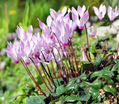 Цикламен плющелистный осенний (осеннецветущий). Cyclamen hederifolium.