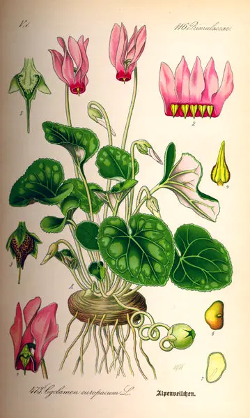 Цикламен пурпурный (Cyclamen purpurascens). Старинная иллюстрация. 