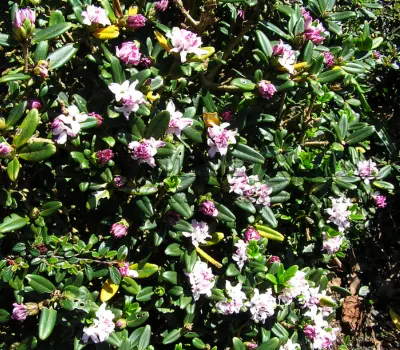 Волчеягодник тангутский карликовый (Daphne tangutica retusa)