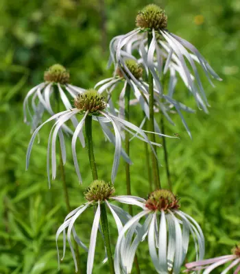 Эхинацея бледная (Echinacea-pallida).