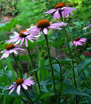 Эхинацея пурпурная (Echinacea purpurea).