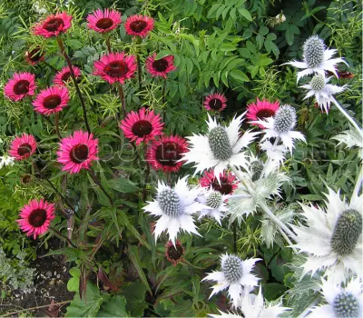 Echinacea purpurea 'Vintage Wine' &_Eryngium. Эхинацея пурпурная 'Vintage Wine' и синеголовник (эрингиум).