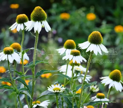 Echinacea purpurea 'White Swan'. Эхинацея белая 'Белый лебедь'.
