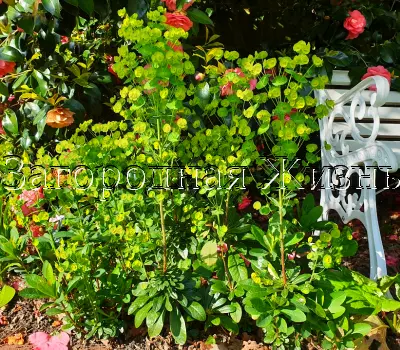 Молочай миндальный роббиа, Euphorbia amygdaloides var. robbiae, AGM.  Неприхотливый морозостойкий теневыносливый многолетник для сложных мест в саду (сухая тень, влажная тень). 