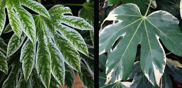 Листья фатсии. Фатсия японская Вариегата (Fatsia japonica Variegata) и Фатсия японская Спайдер Веб (Fatsia japonica Spider's Web, Aralia Tsumugi-shibori), паутина. Листья фатсии. Фатсия японская Вариегата (Fatsia japonica Variegata) и Фатсия японская Спайдер Веб (Fatsia japonica Spider's Web, Aralia Tsumugi-shibori), паутина.